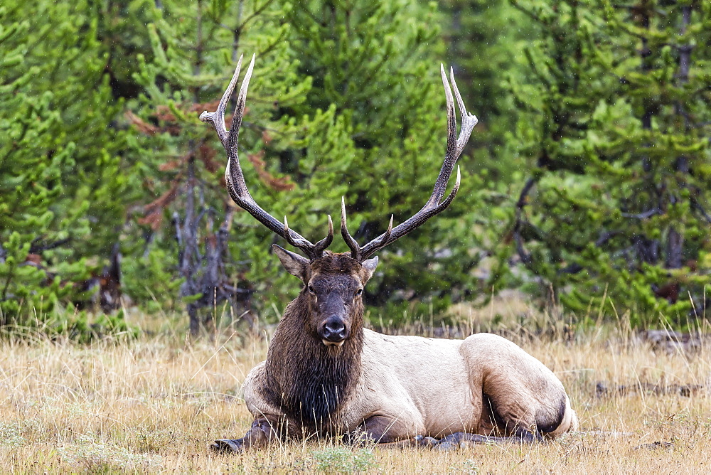 Bull elk (Cervus canadensis), along the Madison River, Yellowstone National Park, UNESCO World Heritage Site, Wyoming, United States of America, North America 