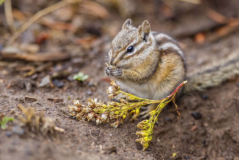 An adult golden-mantled ground squirrel (Callospermophilus lateralis), feeding in Yellowstone National Park, Wyoming, United States of America, North America 