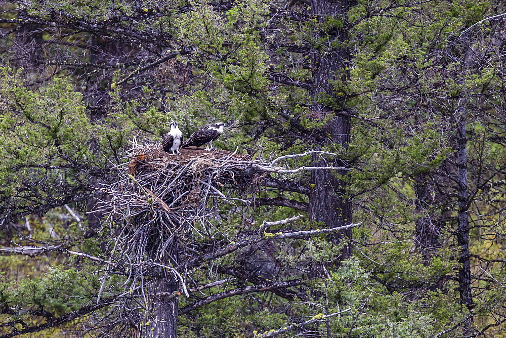 Osprey (Pandion haliaetus) fledglings on nest, Yellowstone National Park, UNESCO World Heritage Site, Wyoming, United States of America, North America 