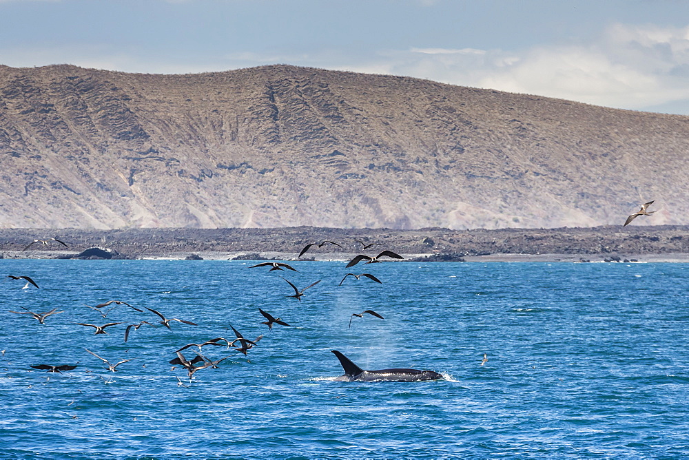 A small pod of four or five killer whales (Orcinus orca) feeding amongst frigatebirds between Fernandina and Isabela Islands, Galapagos Islands, UNESCO World Heritage Site, Ecuador, South America 