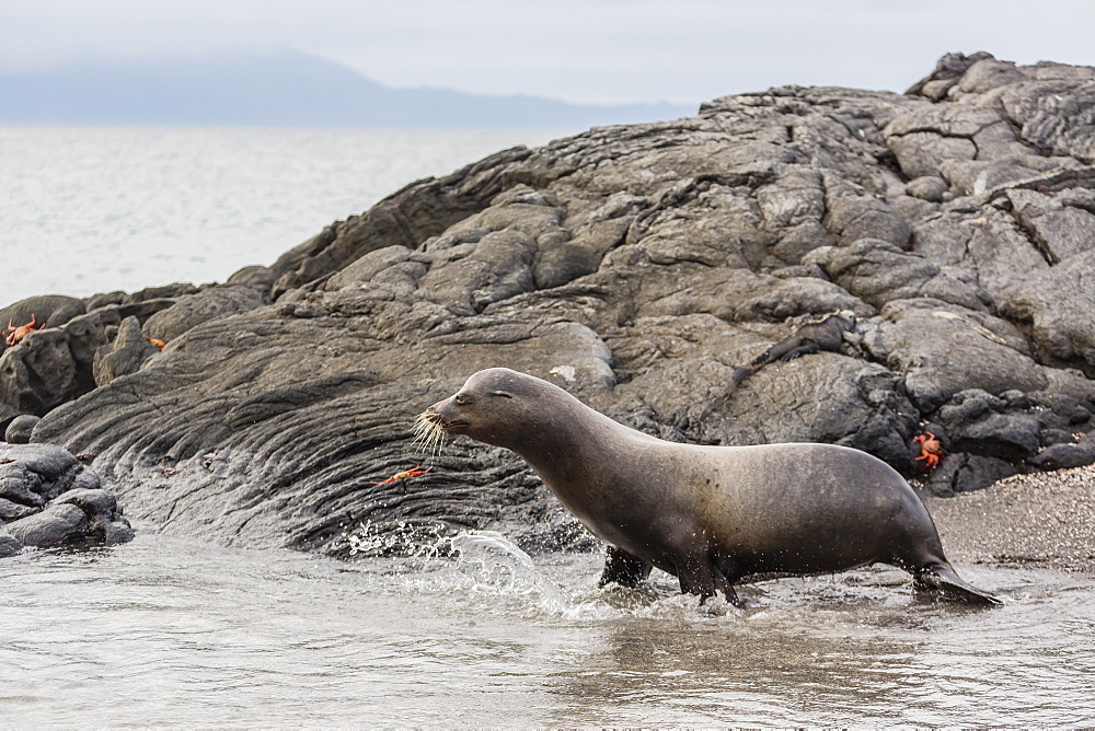 Galapagos sea lion (Zalophus wollebaeki) adult bull, Fernandina Island, Galapagos Islands, UNESCO World Heritage Site, Ecuador, South America 