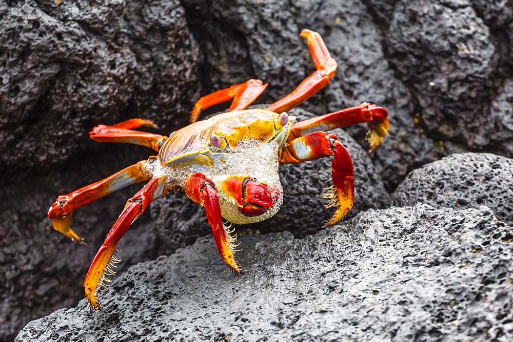 Sally lightfoot crab (Grapsus grapsus) preparing to shed its exoskeleton in Urbina Bay, Isabela Island, Galapagos Islands, Ecuador, South America 