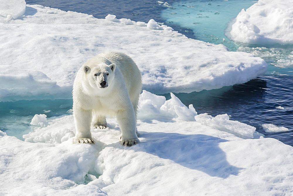 Curious polar bear (Ursus maritimus), Cumberland Peninsula, Baffin Island, Nunavut, Canada, North America