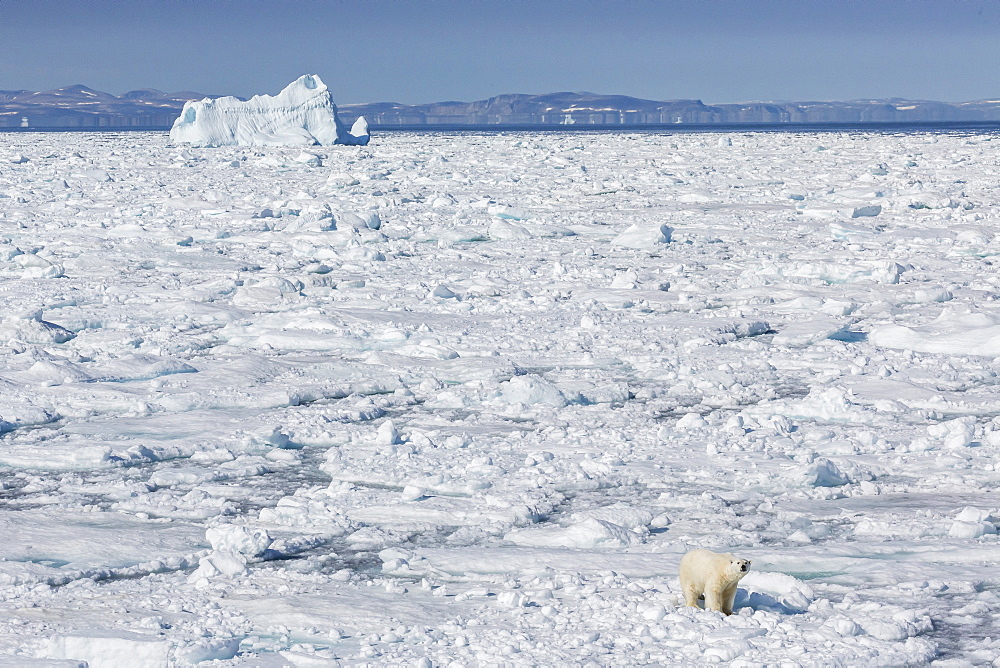 Adult polar bear (Ursus maritimus) on ice floe, Cumberland Peninsula, Baffin Island, Nunavut, Canada, North America