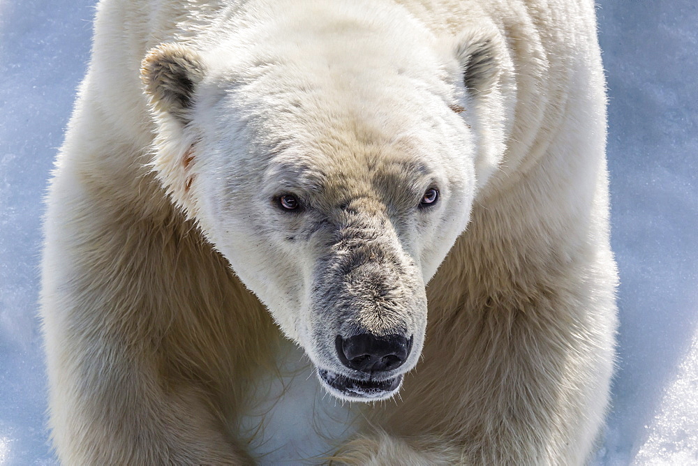 Adult polar bear (Ursus maritimus) close up head detail, Cumberland Peninsula, Baffin Island, Nunavut, Canada, North America