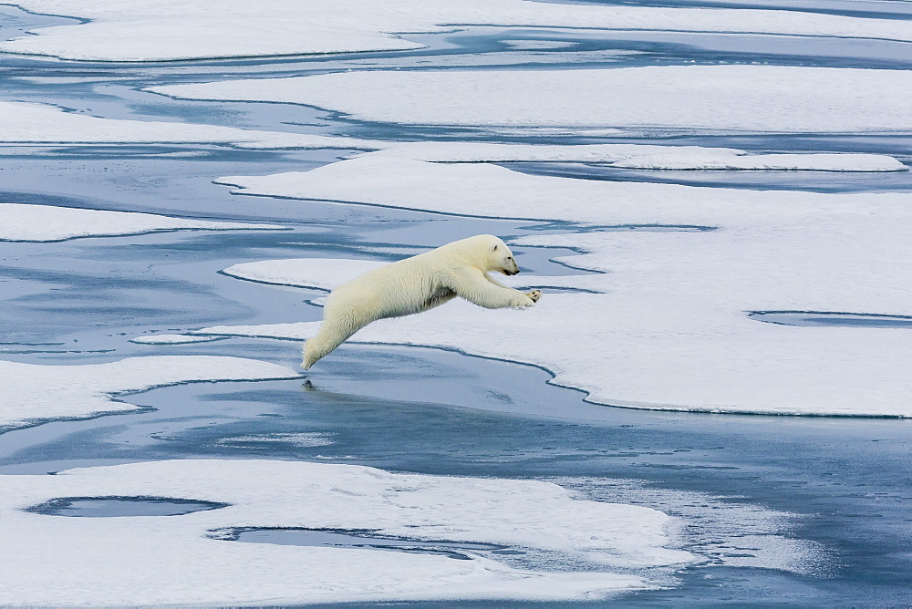 A mother polar bear (Ursus maritimus) leaping between floes in Lancaster Sound, Nunavut, Canada, North America