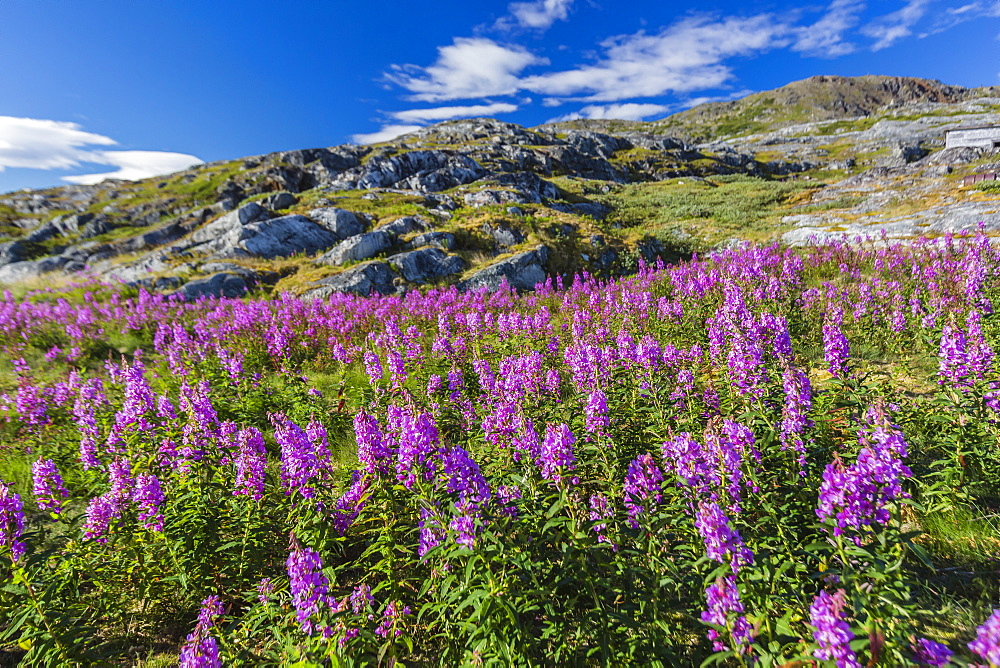 Dwarf fireweed (River Beauty willowherb) (Chamerion latifolium), Hebron, Labrador, Canada, North America