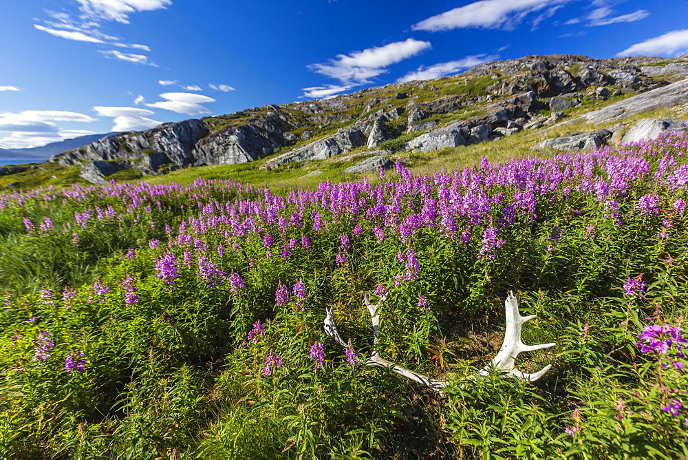 Dwarf fireweed (River Beauty willowherb) (Chamerion latifolium), with caribou antlers in Hebron, Labrador, Canada, North America