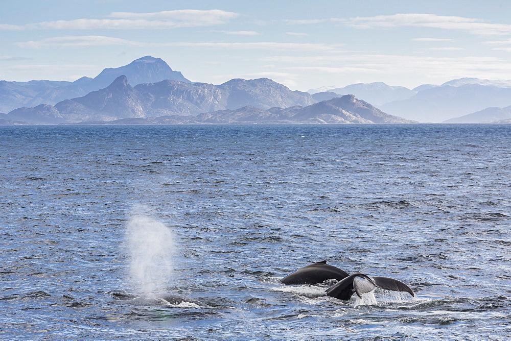 Adult humpback whales (Megaptera novaeangliae) feeding near Ilulissat, Greenland, Polar Regions