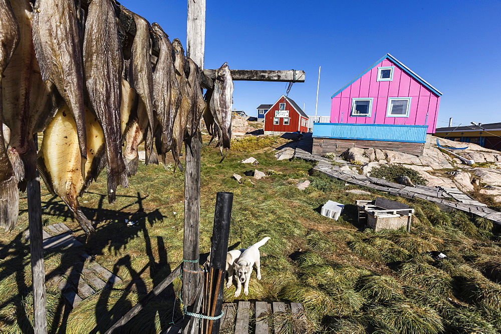 Fish drying on racks in the town of Ilulissat, Greenland, Polar Regions