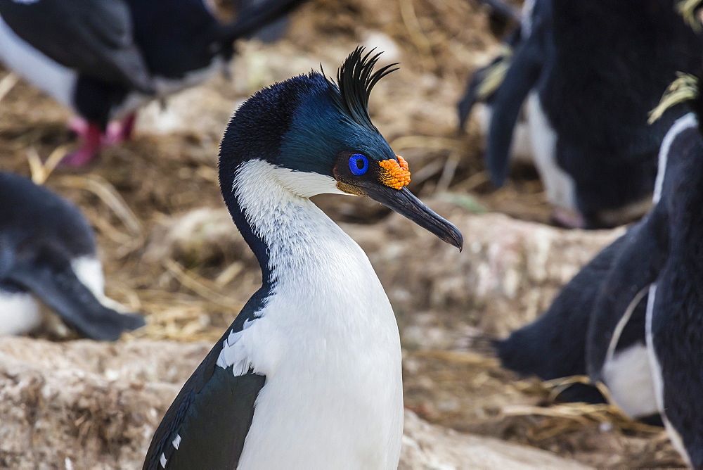 Adult Imperial Shag (Phalacrocorax atriceps) at breeding colony on New Island, Falklands, UK Overseas Protectorate, Polar Regions