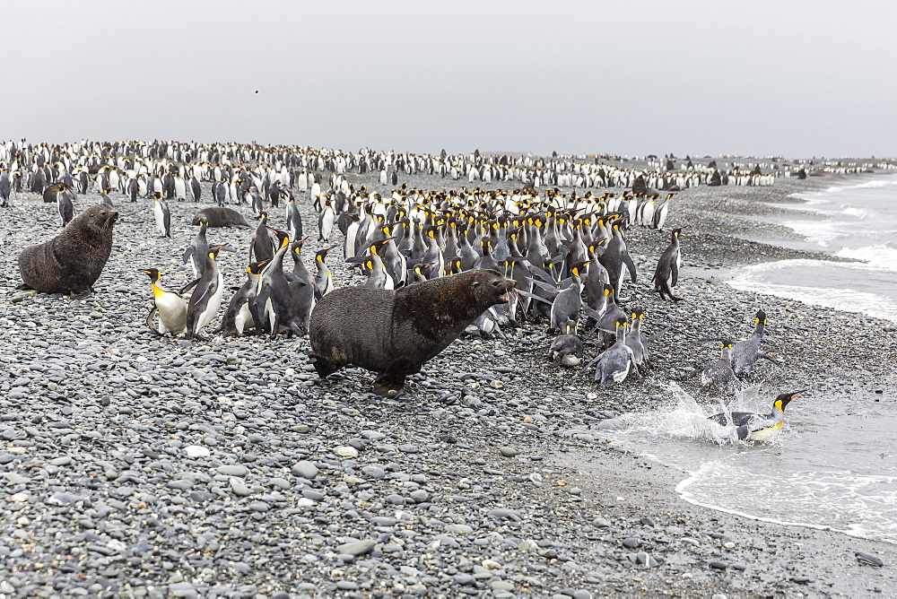 Antarctic fur seal (Arctocephalus gazella) charging through king penguins at Salisbury Plain, South Georgia, UK Overseas Protectorate, Polar Regions