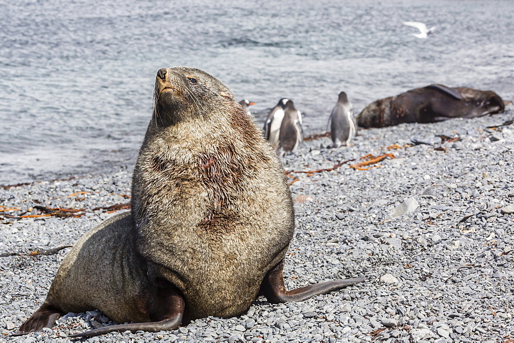 Antarctic fur seal (Arctocephalus gazella) adult bull, Prion Island, South Georgia, UK Overseas Protectorate, Polar Regions