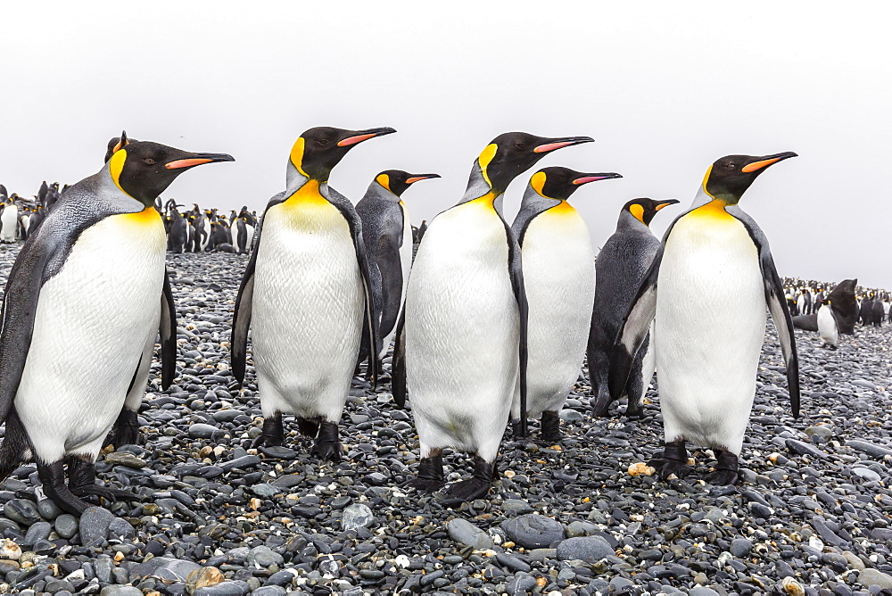 King penguins (Aptenodytes patagonicus) at breeding and nesting colony at Salisbury Plain, South Georgia, UK Overseas Protectorate, Polar Regions