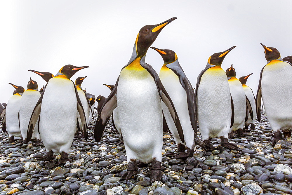 King penguins (Aptenodytes patagonicus) at breeding and nesting colony at Salisbury Plain, South Georgia, UK Overseas Protectorate, Polar Regions