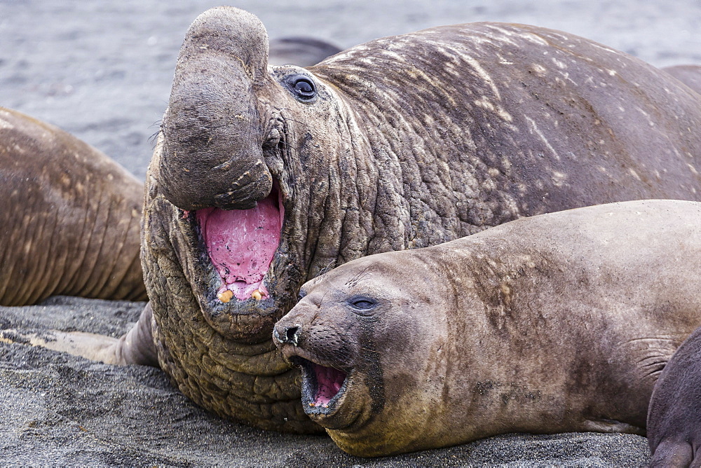 Southern elephant seal (Mirounga leonina) bull holding female down for mating, Right Whale Bay, South Georgia, UK Overseas Protectorate, Polar Regions