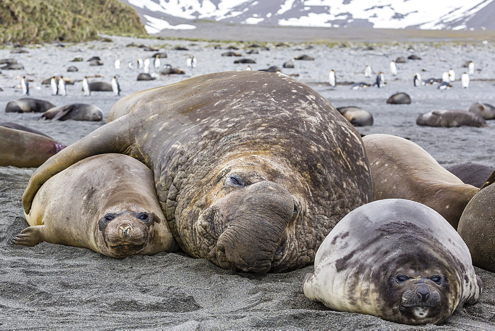 Southern elephant seal (Mirounga leonina) bull holding female down for mating, Right Whale Bay, South Georgia, UK Overseas Protectorate, Polar Regions