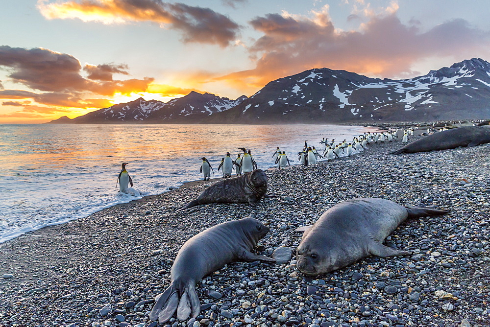 Southern elephant seal (Mirounga leonina), weaner pups at sunrise, Gold Harbour, South Georgia, UK Overseas Protectorate, Polar Regions