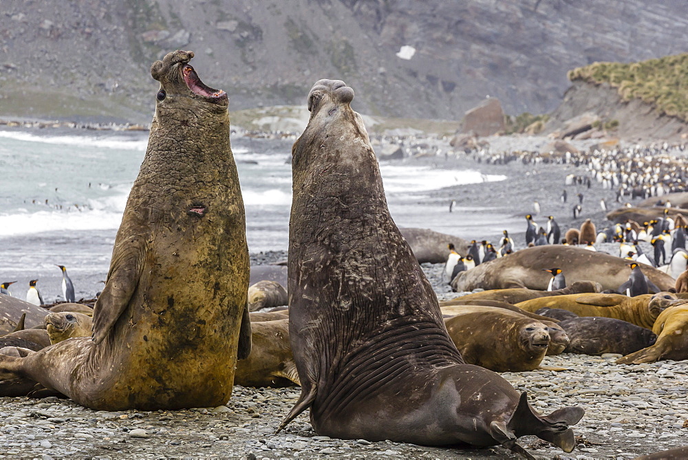 Southern elephant seal (Mirounga leonina) bulls fighting for territory for mating, Gold Harbour, South Georgia, UK Overseas Protectorate, Polar Regions