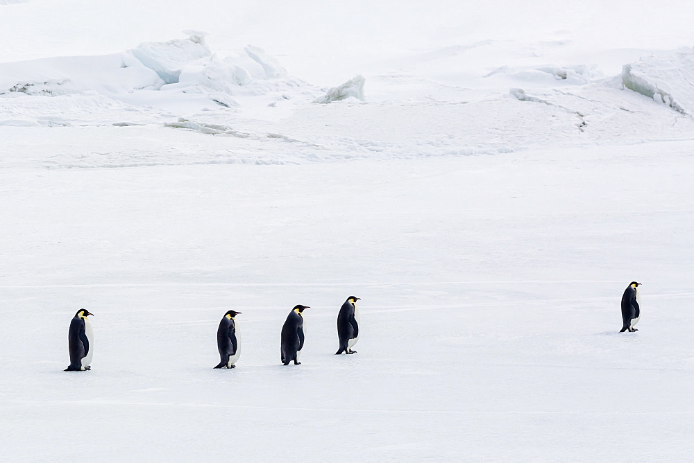 Emperor Penguins (Aptenodytes forsteri) marching across sea ice on Snow Hill Island, Weddell Sea, Antarctica, Polar Regions