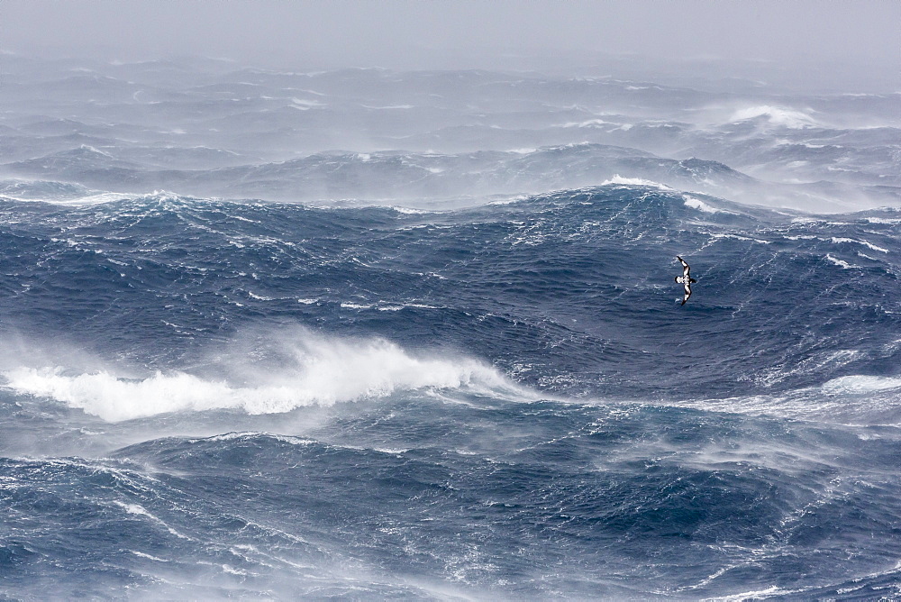 Adult cape petrel (Daption capense) flying in gale force winds in the Drake Passage, Antarctica, Polar Regions