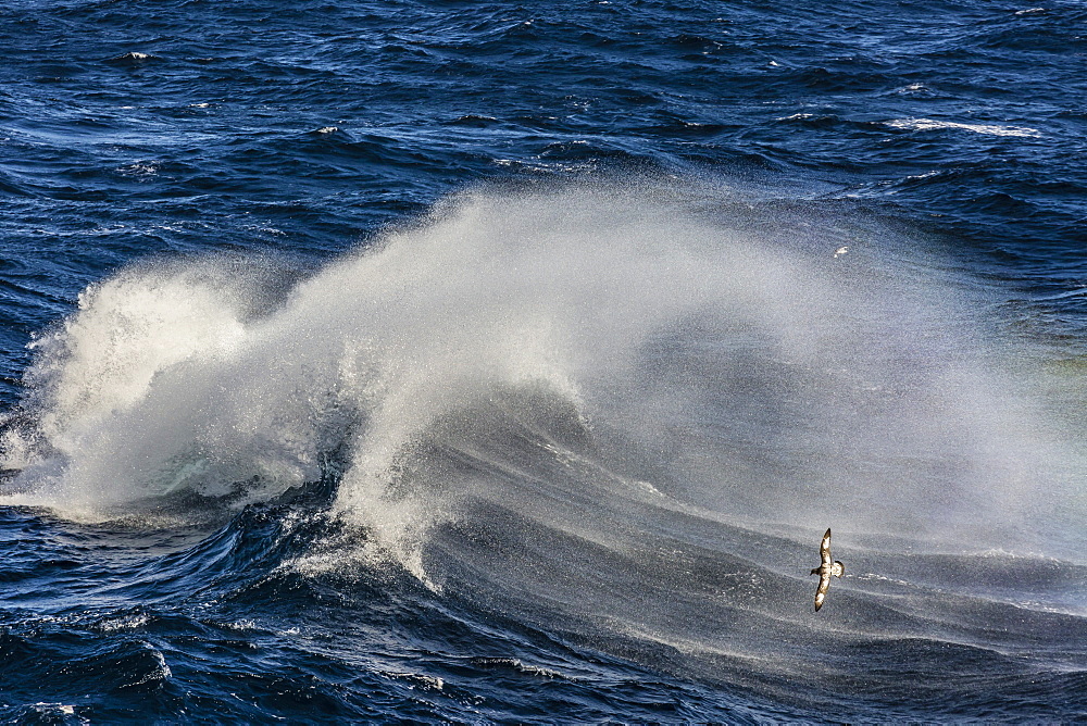 Adult cape petrel (Daption capense) flying in gale force winds in the Drake Passage, Antarctica, Polar Regions