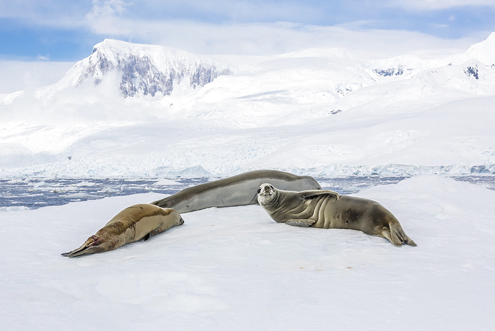 Adult crabeater seals (Lobodon carcinophaga) resting on ice floe in Neko Harbor, Antarctica, Polar Regions