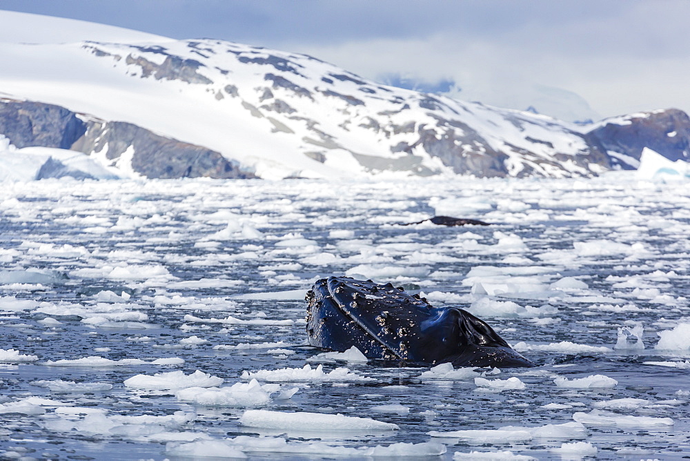 Humpback whale (Megaptera novaeangliae), adult spy-hopping in Cierva Cove, Antarctica, Polar Regions