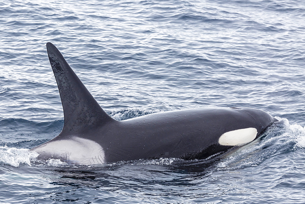 Adult bull Type A killer whale (Orcinus orca) in the Gerlache Strait, Antarctica, Polar Regions