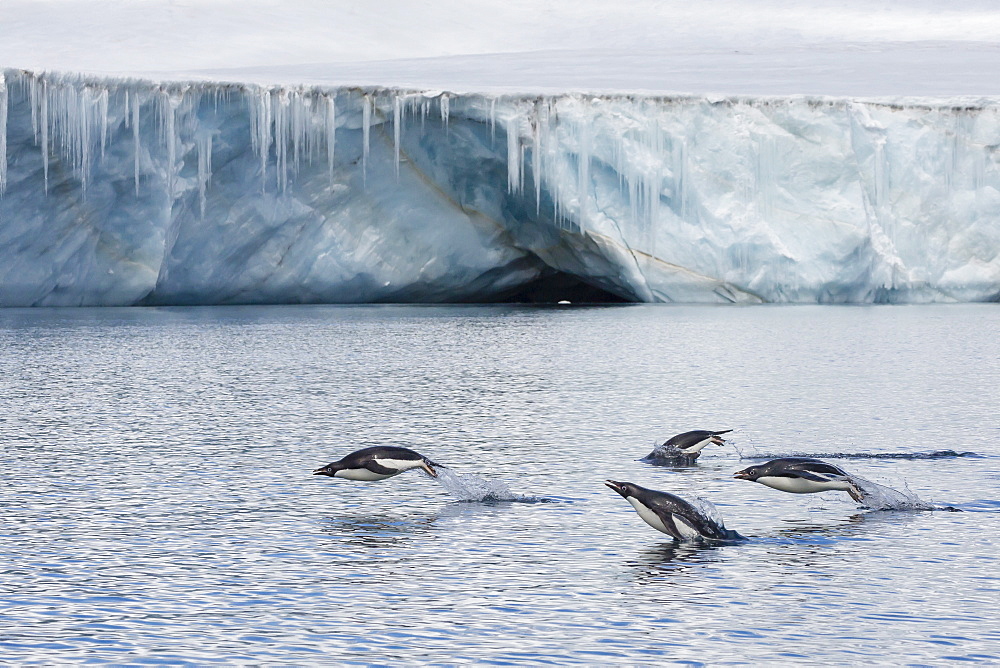 Porpoising adult Adelie penguins (Pygoscelis adeliae), Brown Bluff, Weddell Sea,  Antarctica, Polar Regions