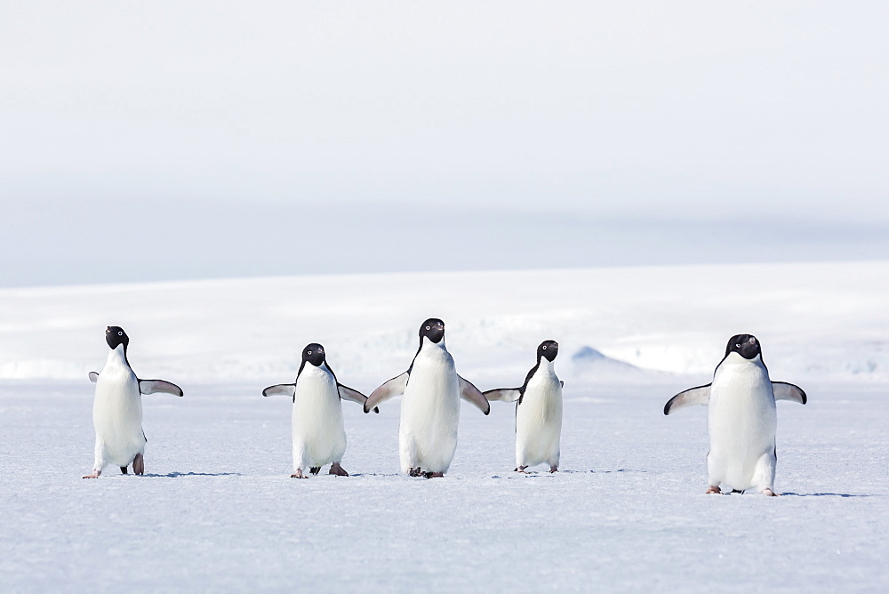 Adult Adelie penguins (Pygoscelis adeliae) walking on first year sea ice in Active Sound, Weddell Sea, Antarctica, Polar Regions