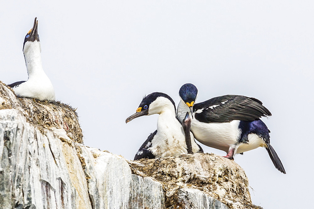 Antarctic shags (Phalacrocorax [atriceps] bransfieldensis), nesting chick on Petermann Island, Antarctica, Polar Regions