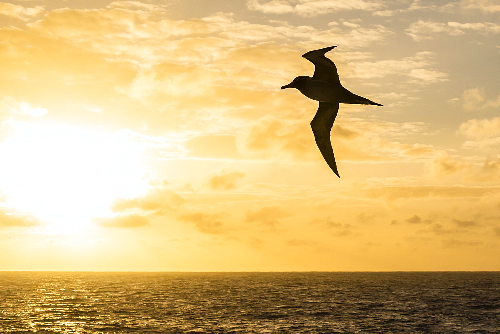 Adult light-mantled sooty albatross (Phoebetria palpebrata) in flight in the Drake Passage, Antarctica, Polar Regions