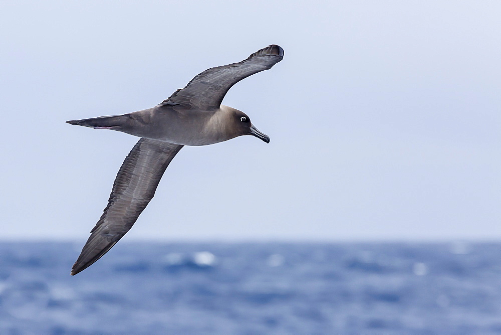 Adult light-mantled sooty albatross (Phoebetria palpebrata) in flight in the Drake Passage, Antarctica, Polar Regions