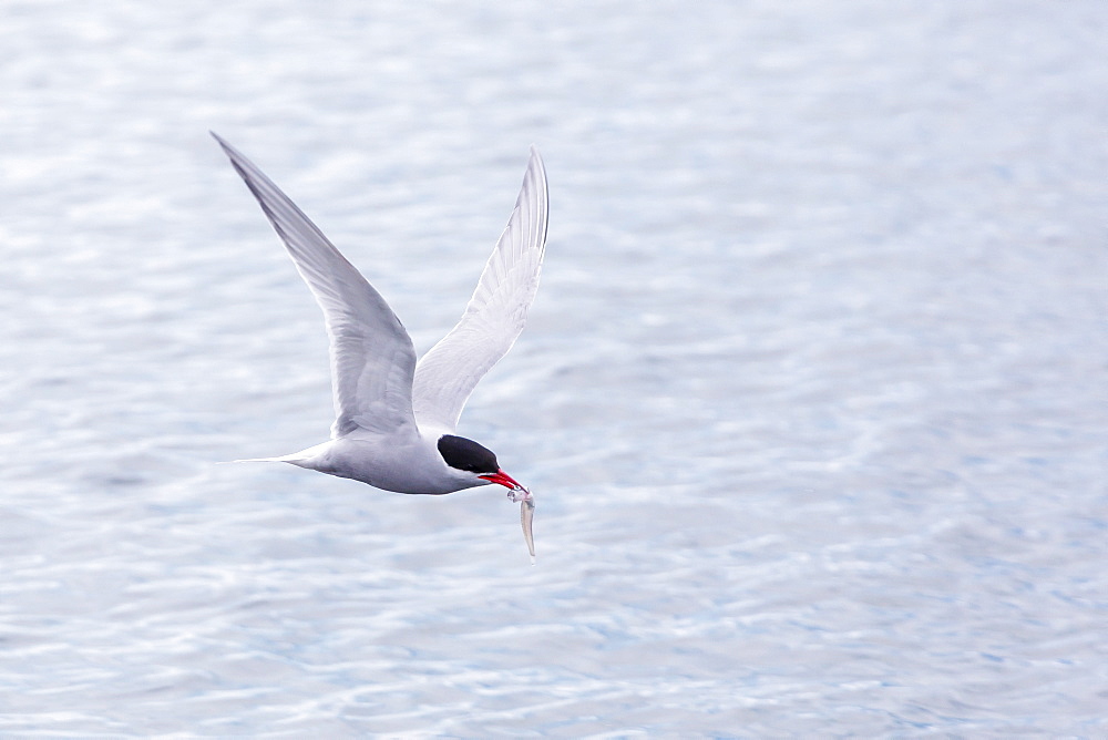 Adult Antarctic tern (Sterna vittata) in flight with fish in its bill in the Enterprise Islands, Southern Ocean, Antarctica, Polar Regions