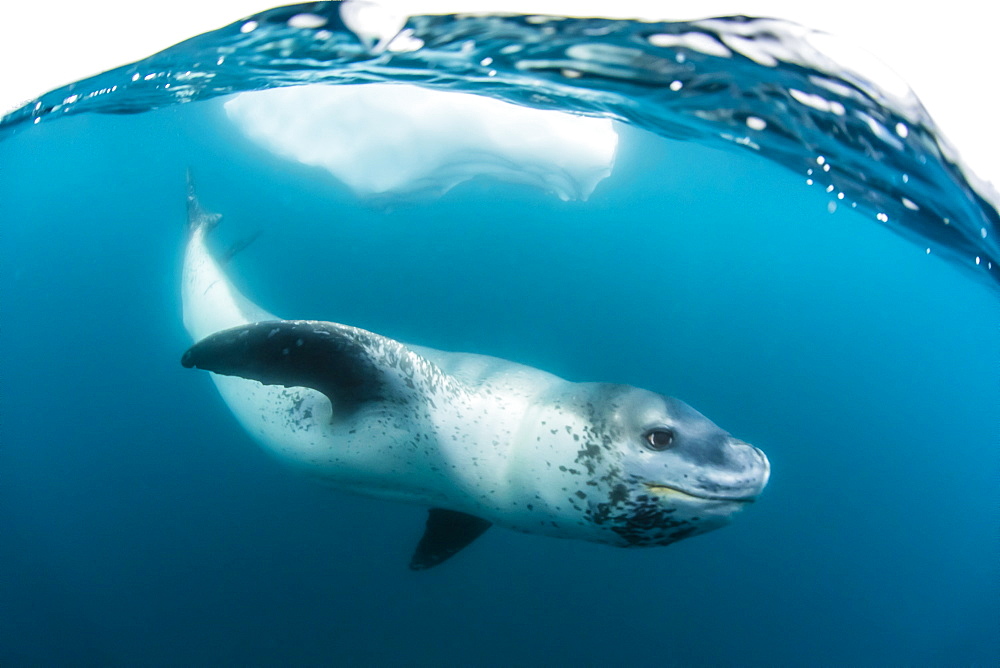 Adult leopard seal (Hydrurga leptonyx) inspecting the camera above and below water at Damoy Point, Antarctica, Polar Regions