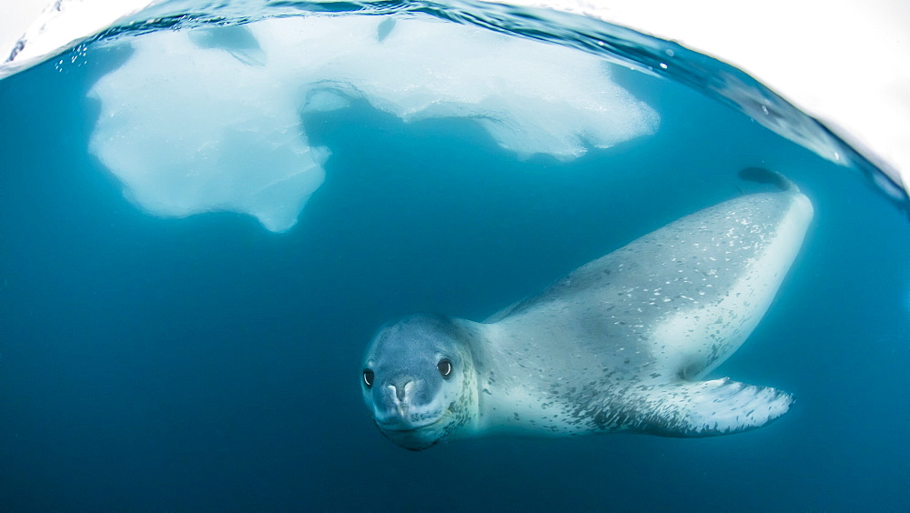 Adult leopard seal (Hydrurga leptonyx) inspecting the camera above and below water at Damoy Point, Antarctica, Polar Regions