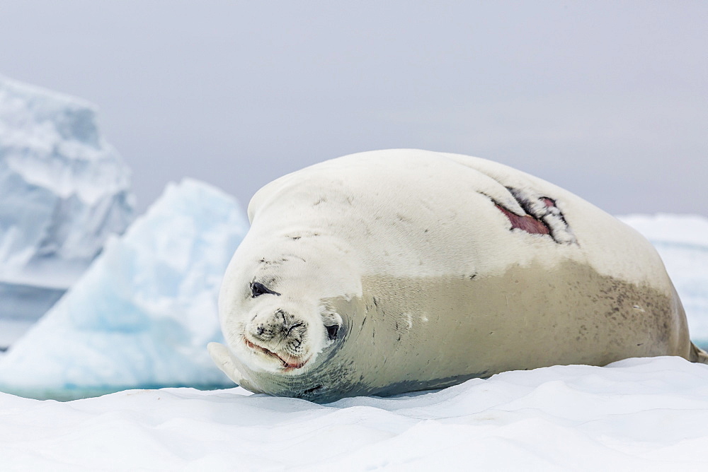 Adult crabeater seal (Lobodon carcinophaga) with fresh wound hauled out on ice floe, Neko Harbor, Andvord Bay, Antarctica, Southern Ocean, Polar Regions