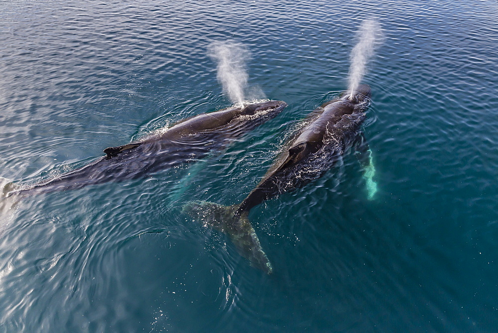 A pair of adult humpback whales (Megaptera novaeangliae), surfacing in the Gerlache Strait, Antarctica, Polar Regions