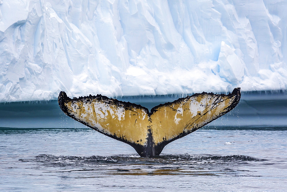 Adult humpback whale (Megaptera novaeangliae), flukes-up dive amongst the ice in Cierva Cove, Antarctica, Polar Regions