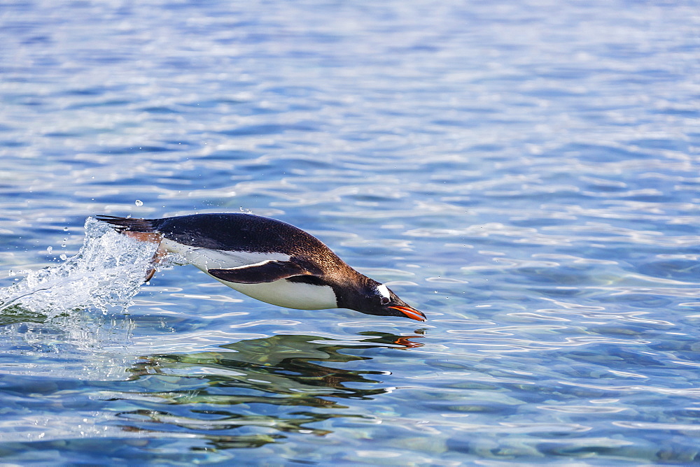 Adult gentoo penguin (Pygoscelis papua) porpoising, Hannah Point, Livingston Island, South Shetland Islands, Antarctica, Polar Regions