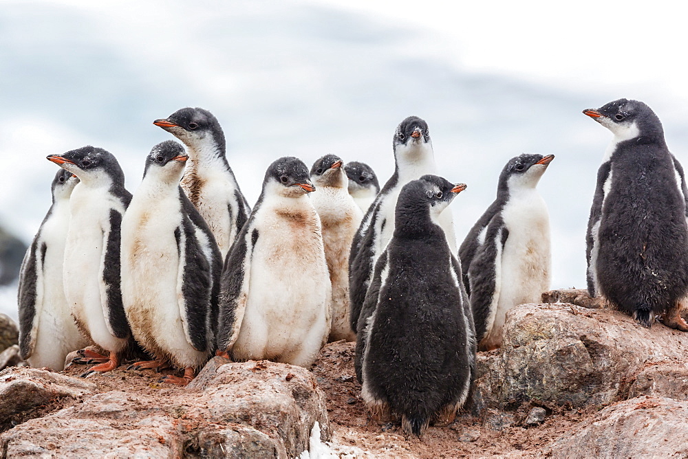 Gentoo penguin chicks (Pygoscelis papua), creching together, Mikkelsen Harbor, Trinity Island, Antarctica, Polar Regions