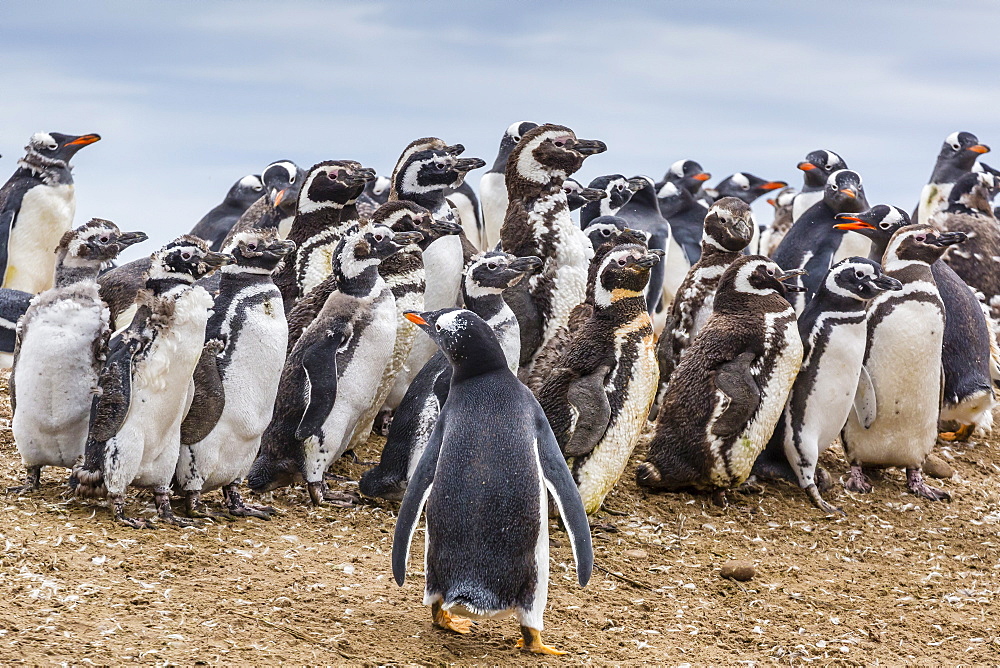 Magellanic penguins (Spheniscus magellanicus) molting feathers near gentoo penguin (Pygoscelis papua), on Saunders Island, West Falkland Islands, UK Overseas Protectorate, South America