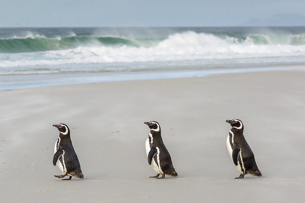 Magellanic penguins (Spheniscus magellanicus) returning to the sea to feed on Saunders Island, West Falkland Islands, UK Overseas Protectorate, South America