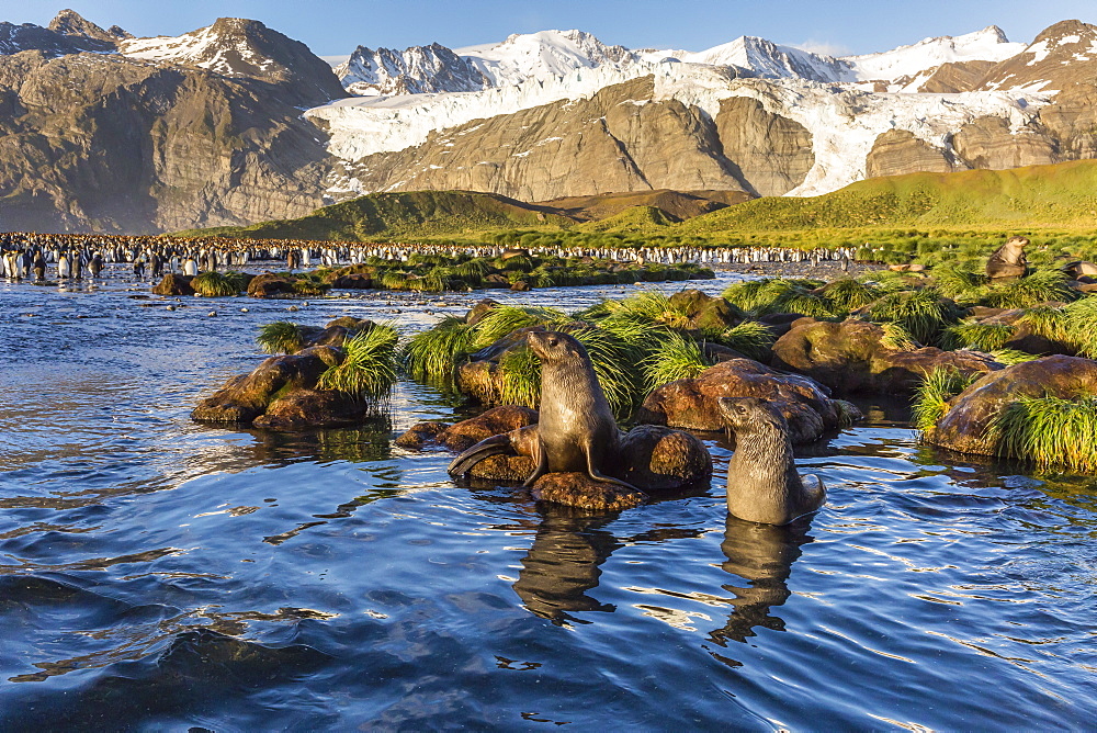 Antarctic fur seals (Arctocephalus gazella) in snow melt river in Gold Harbor, South Georgia, UK Overseas Protectorate, Polar Regions