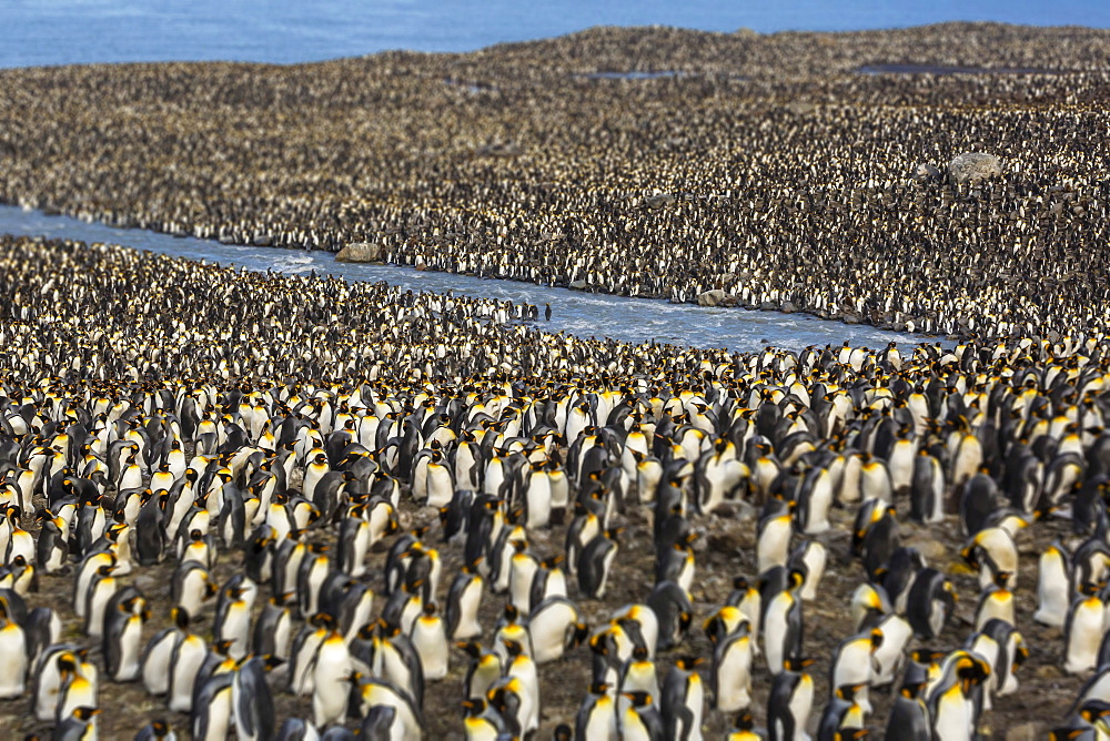 King penguin (Aptenodytes patagonicus) breeding colony at St. Andrews Bay, South Georgia, UK Overseas Protectorate, Polar Regions