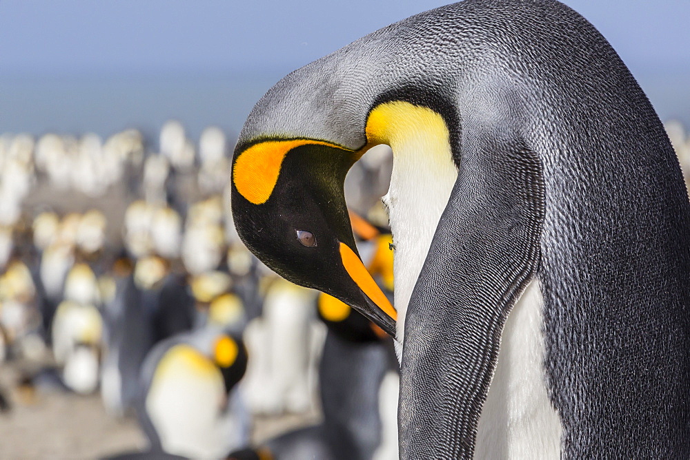 Adult king penguin (Aptenodytes patagonicus) at breeding colony at St. Andrews Bay, South Georgia, UK Overseas Protectorate, Polar Regions