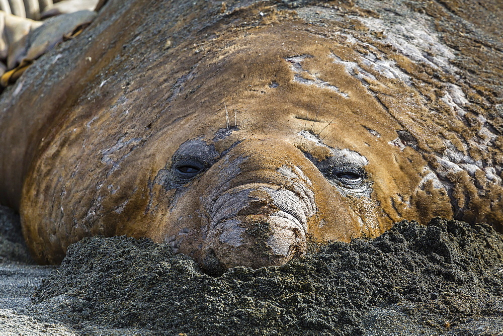 Southern elephant seal bull (Mirounga leonina) molting in Gold Harbor, South Georgia, UK Overseas Protectorate, Polar Regions