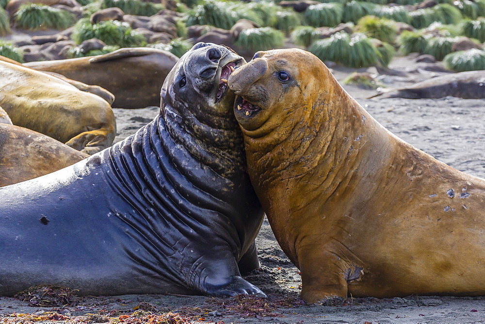 Southern elephant seal bulls (Mirounga leonina) mock-fighting in Gold Harbor, South Georgia, UK Overseas Protectorate, Polar Regions