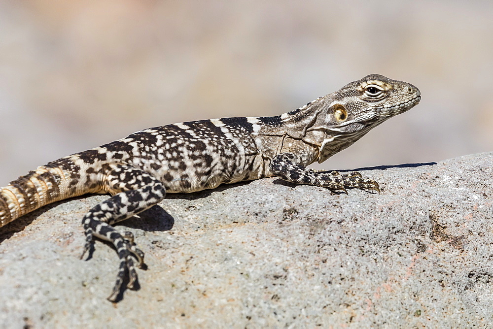 Juvenile Isla San Esteban spiny-tailed iguana (Ctenosaura conspicuosa) basking in the sun on Isla San Esteban, Baja California, Mexico, North America